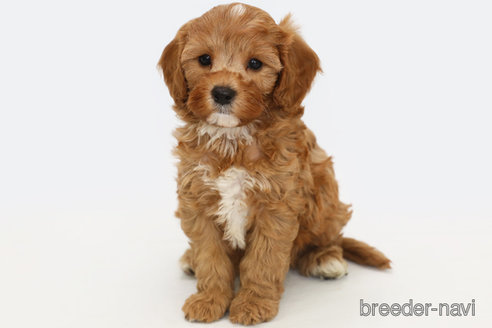 成約済の神奈川県のキャバプー:キャバリア×トイプードル-321451の1枚目